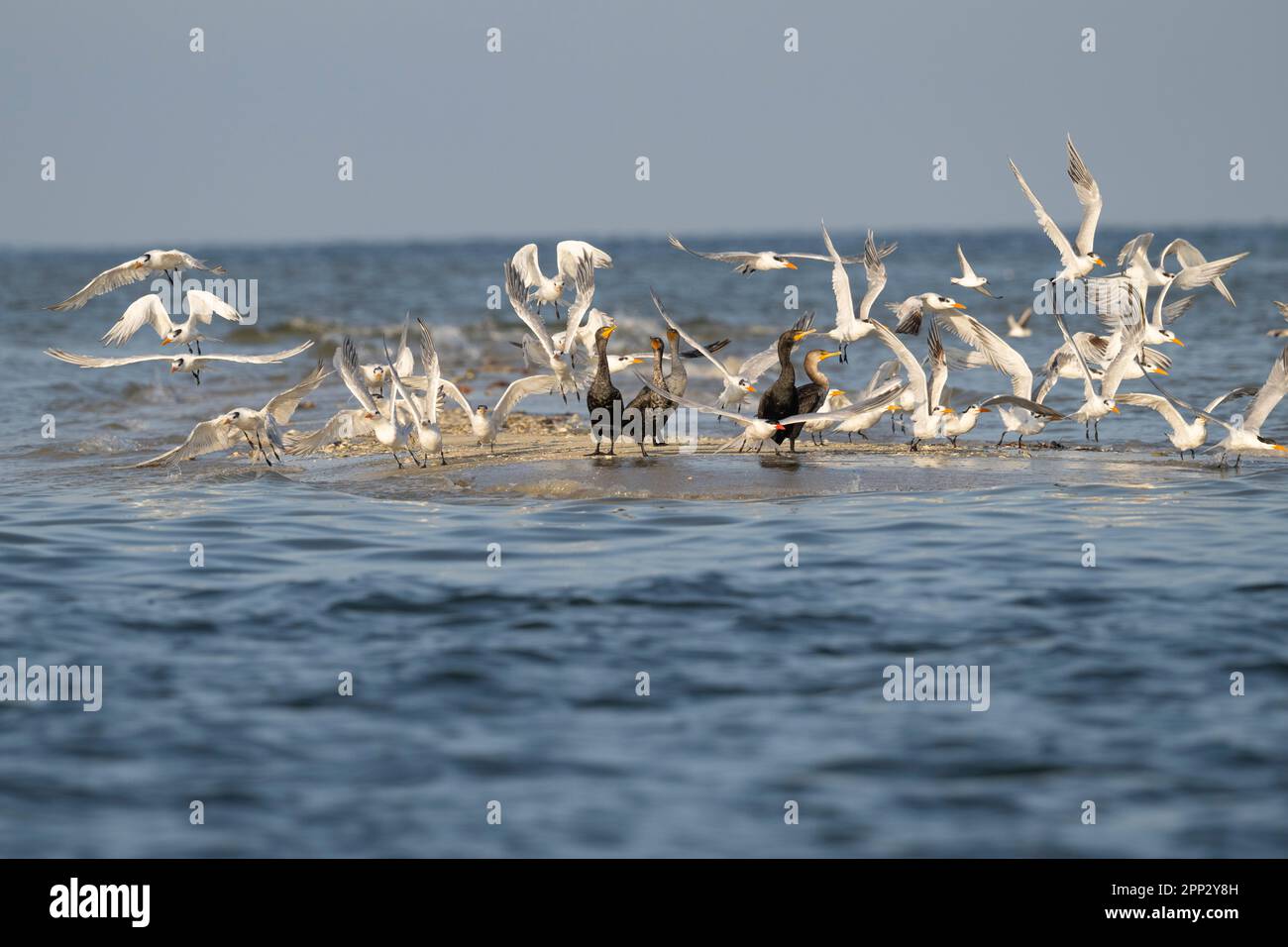 Kormorane und Terns, Florida Stockfoto