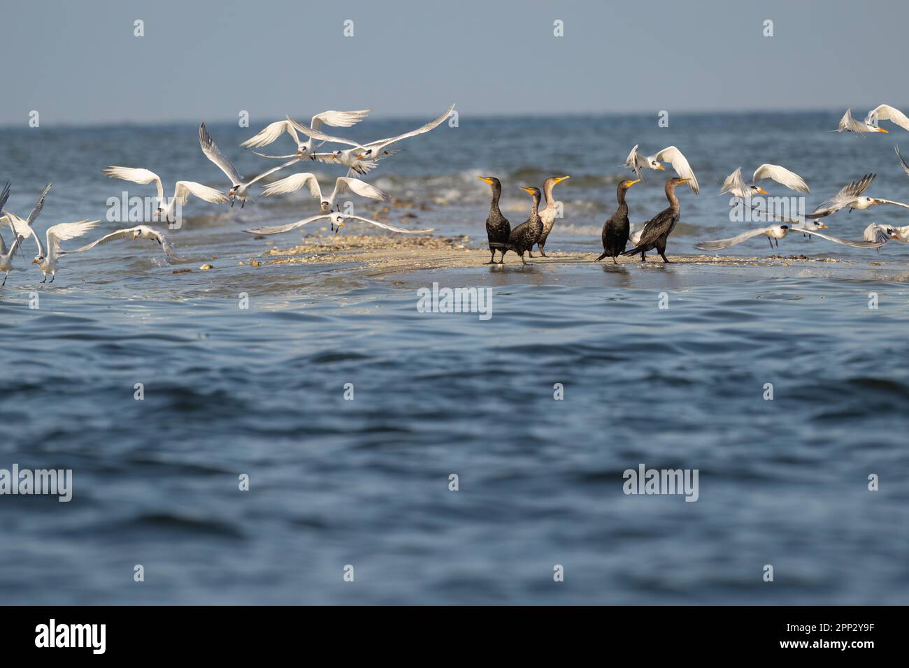 Kormorane und Terns, Florida Stockfoto