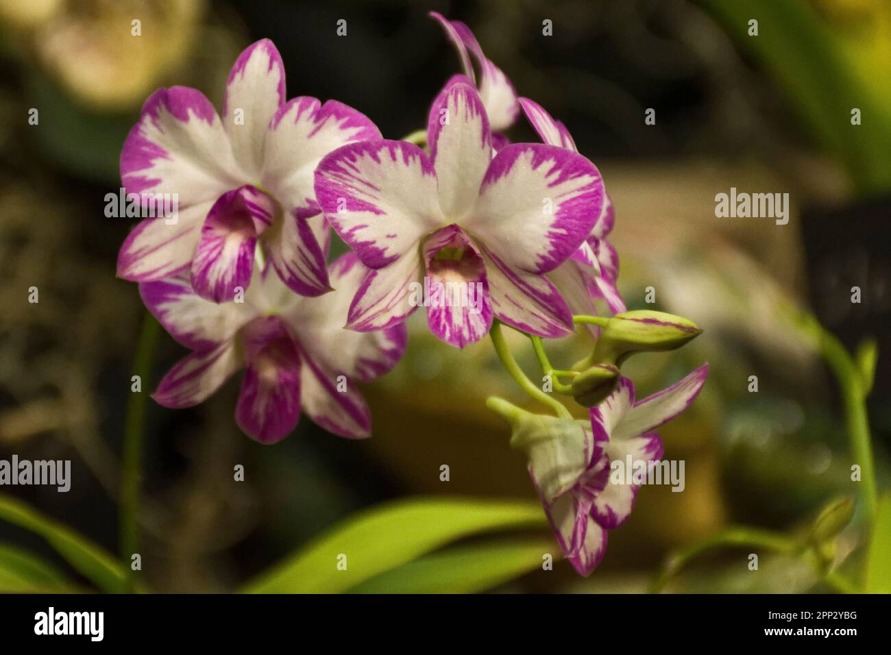 Elegante tropische Orchideenblumen mit weißen und pinkfarbenen Blütenblättern blühen im Herbst zur Dekoration Stockfoto