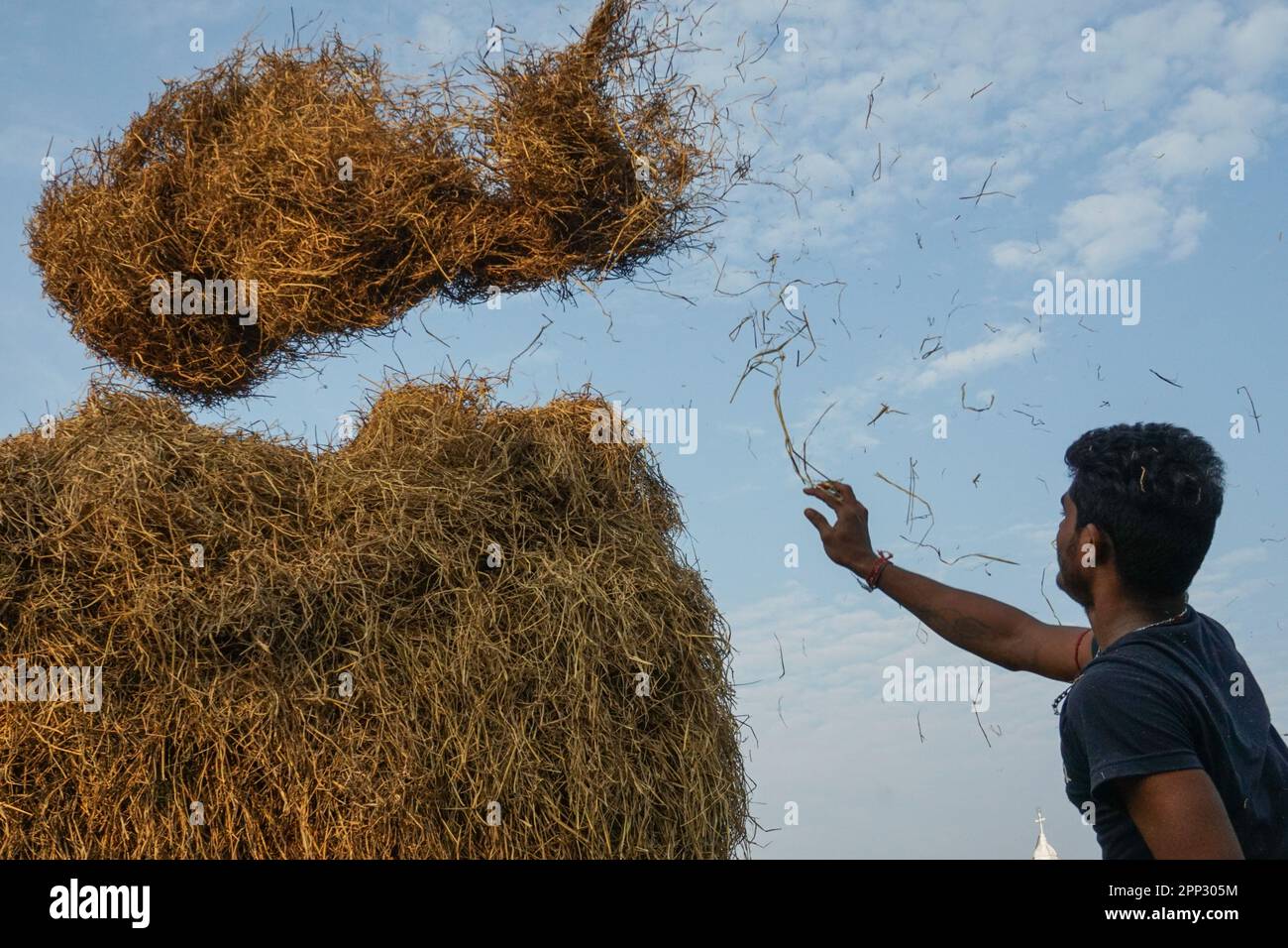 Rajanikanth Prahas, 18, lädt am 21. November 2022 in Mannar, Sri Lanka, Heu auf ein Fahrzeug, um es während der Regenzeit an Viehzüchter zu verkaufen. (Vetrichelvi Chandrakala/Global Press Journal) Stockfoto