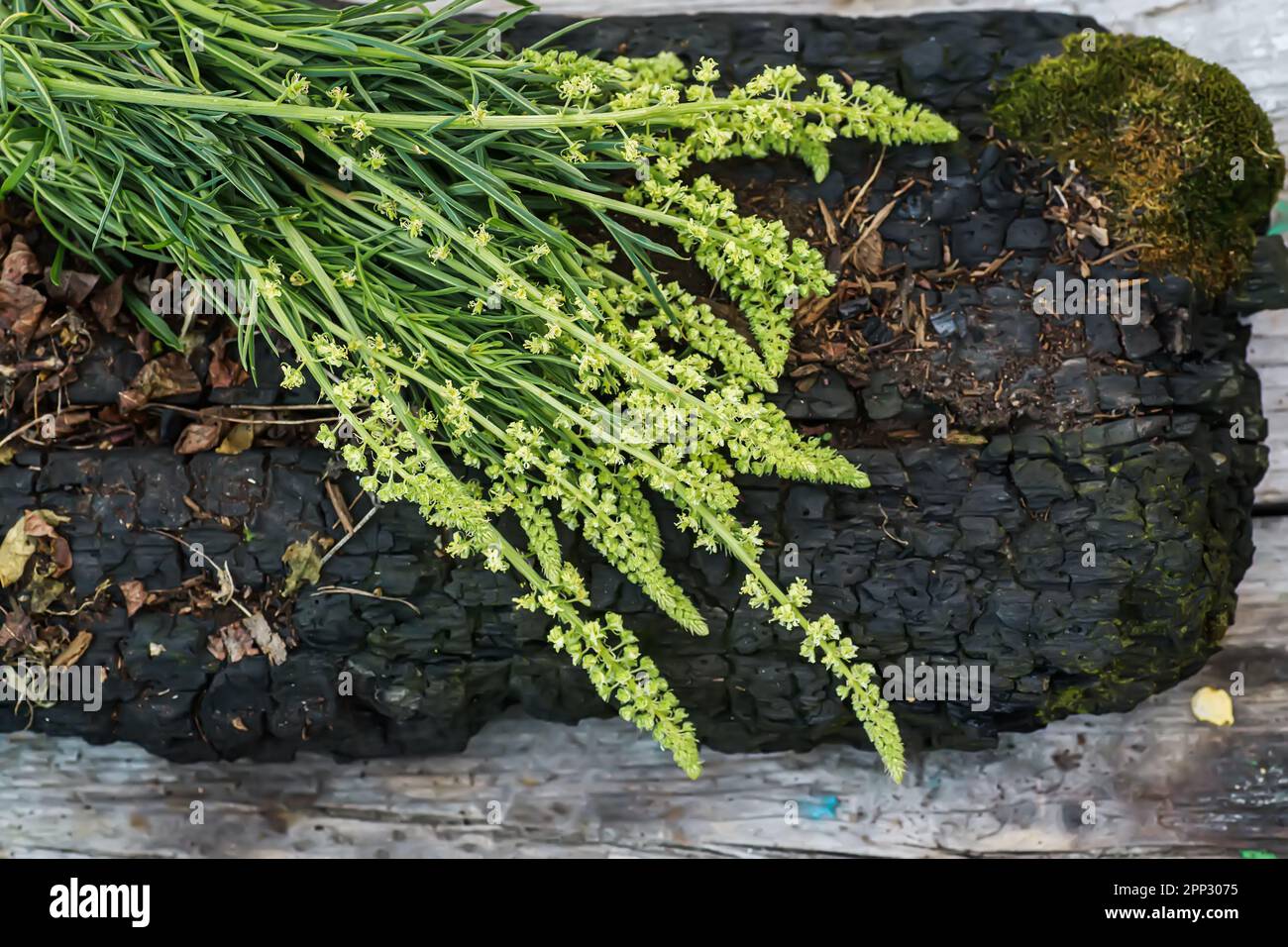 Reseda Luteola, Färberrakete, Färberkraut, Schweißen, woold, Gelbes Gras Stockfoto