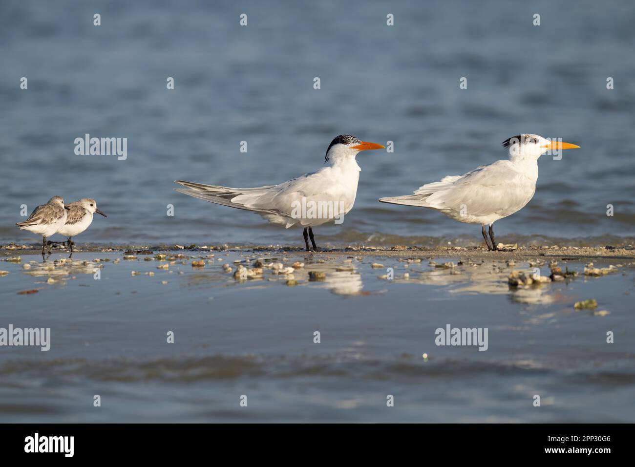 Vergleichsfoto von königlichen Tern, kaspischen Tern und Sanderlings, Florida Stockfoto