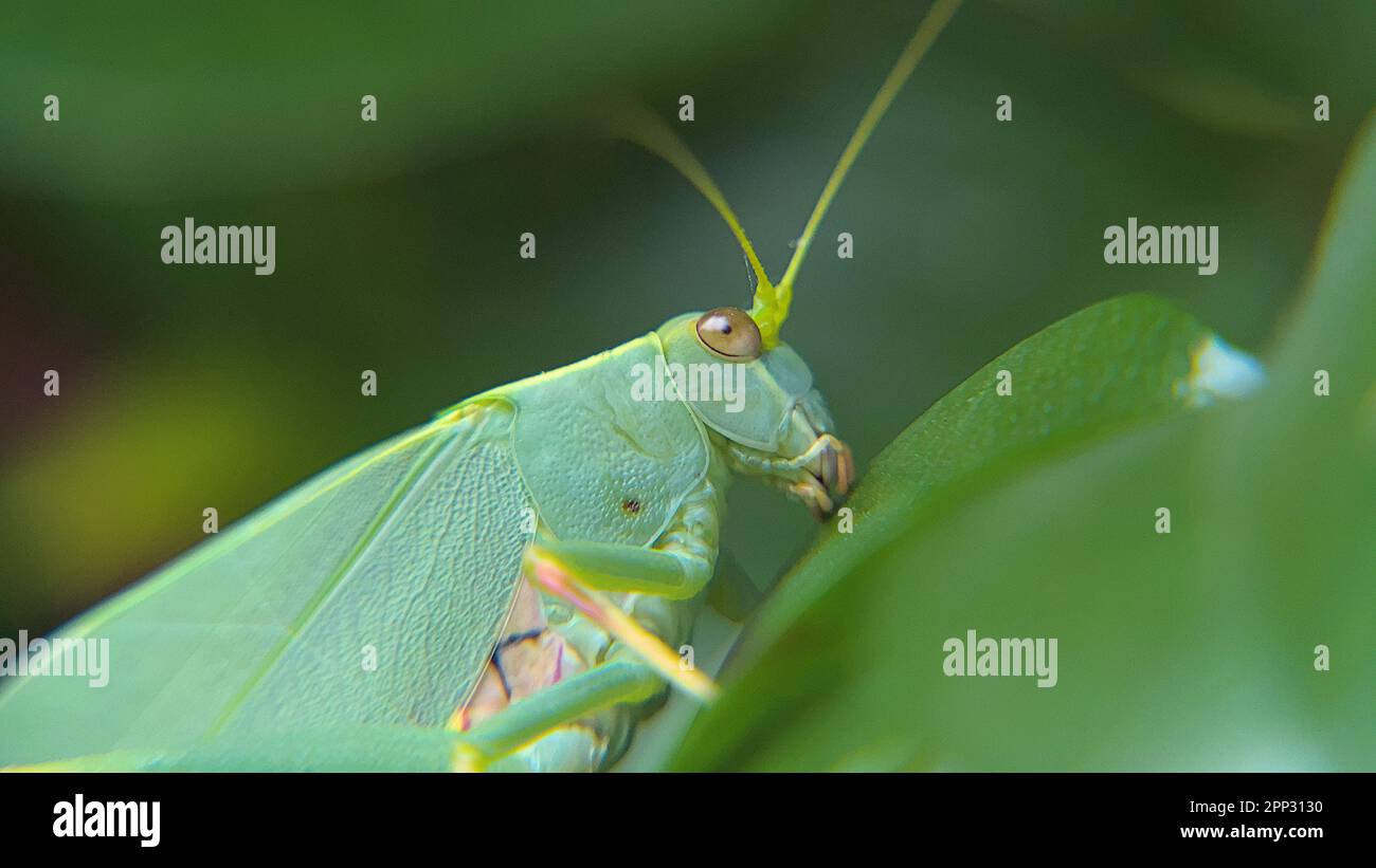 Nahaufnahme eines grünen Katydid, auch bekannt als Bush Crickets Stockfoto