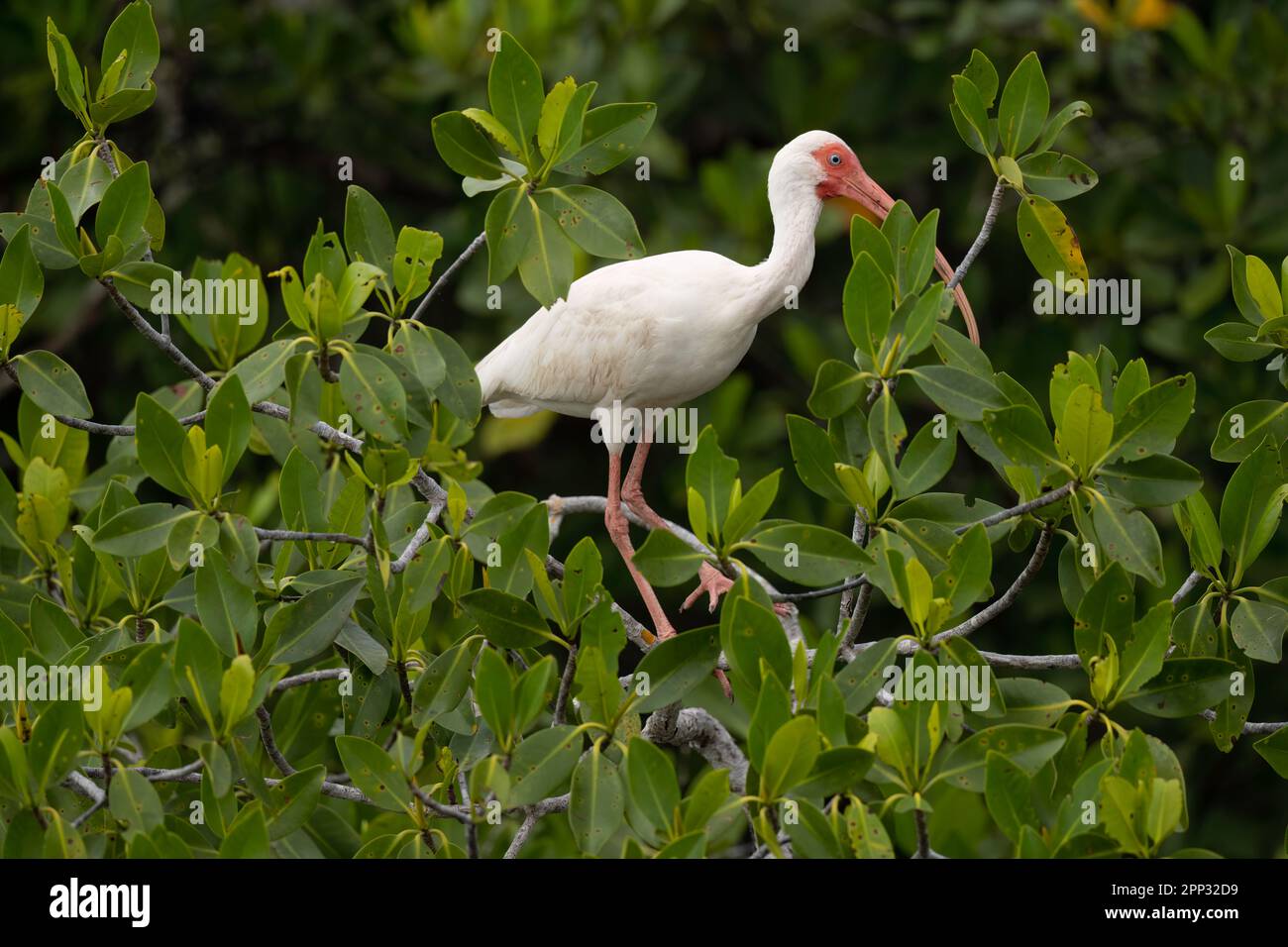 Weißes Ibis in Mangrovenbäumen, Everglades Stockfoto