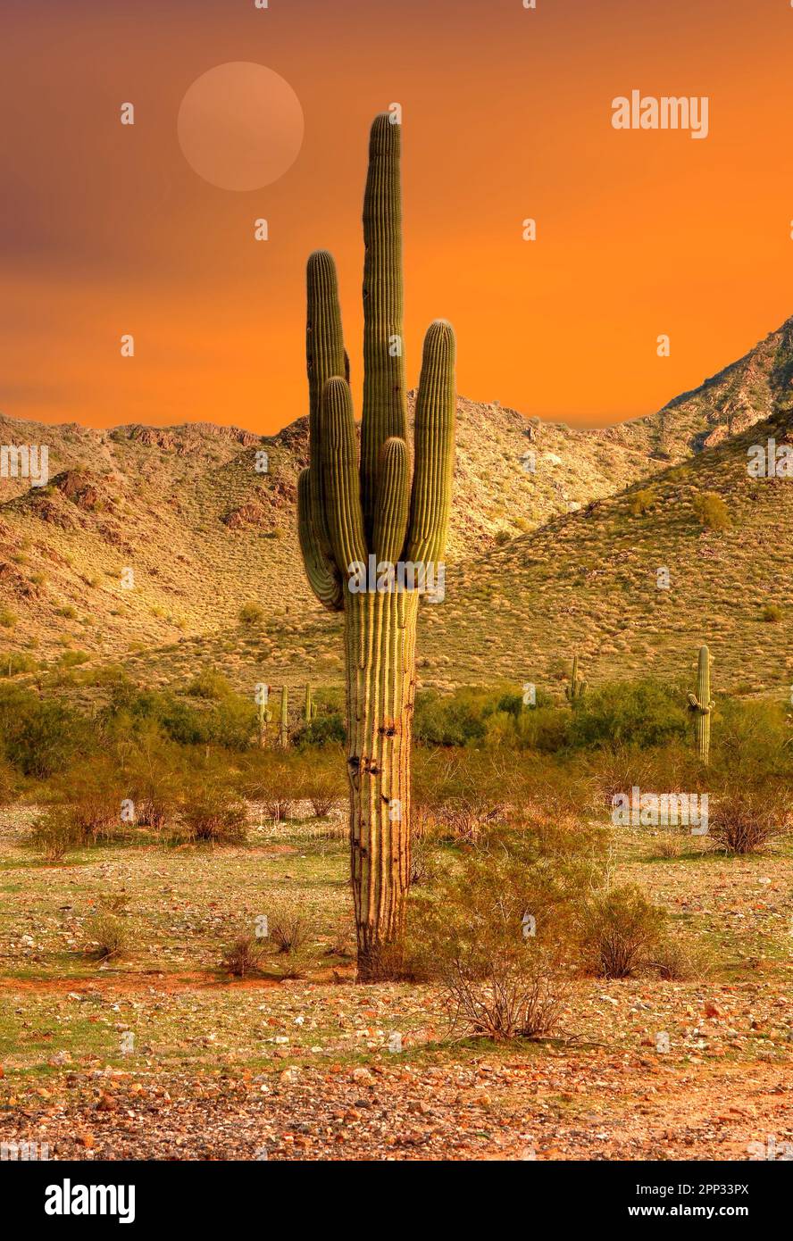 Saguaro Kaktus Cereus Giganteus in der Wüste von Arizona Stockfoto