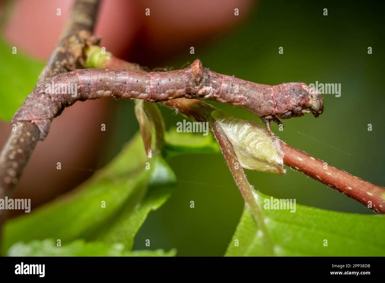Eine Raupe von Geometer Moth ahmt einen Zweig nach, was es für Raubtiere besonders schwierig macht, ihn zu erkennen. Makro. Raleigh, North Carolina. Stockfoto