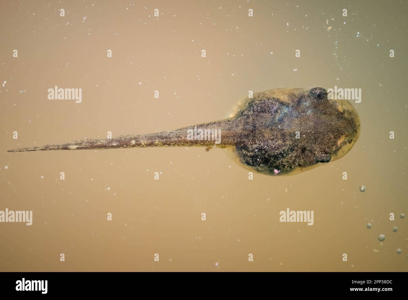 Draufsicht der Kaulquappen- oder Larvenform eines Frühlingspeeper-Frosches im stagnierenden Wasser. Raleigh, North Carolina Stockfoto