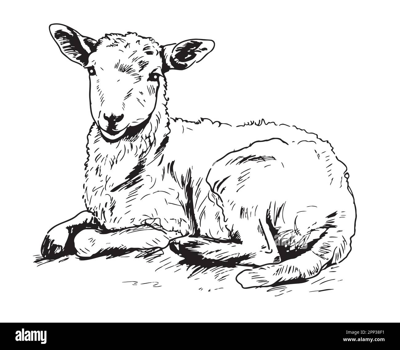 Süßes Lamm, liegend, handgezeichnete Zeichnung Stock Vektor
