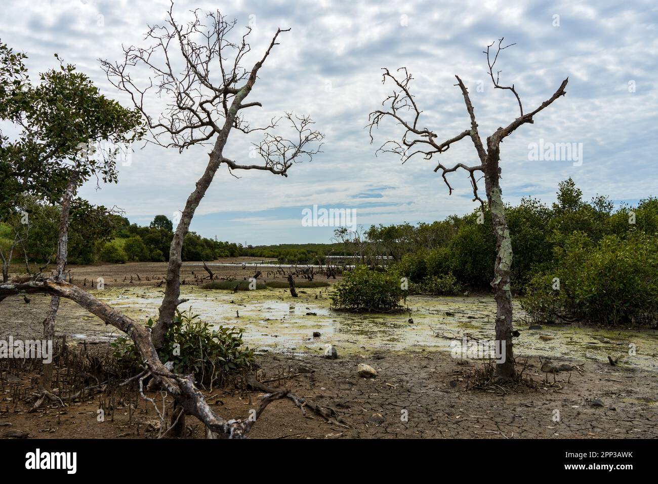 Einsame Landschaft mit getrocknetem Schlamm, toten Bäumen und stagnierendem Wasser im Wynnum Wetlands, Queensland, Australien. Stockfoto