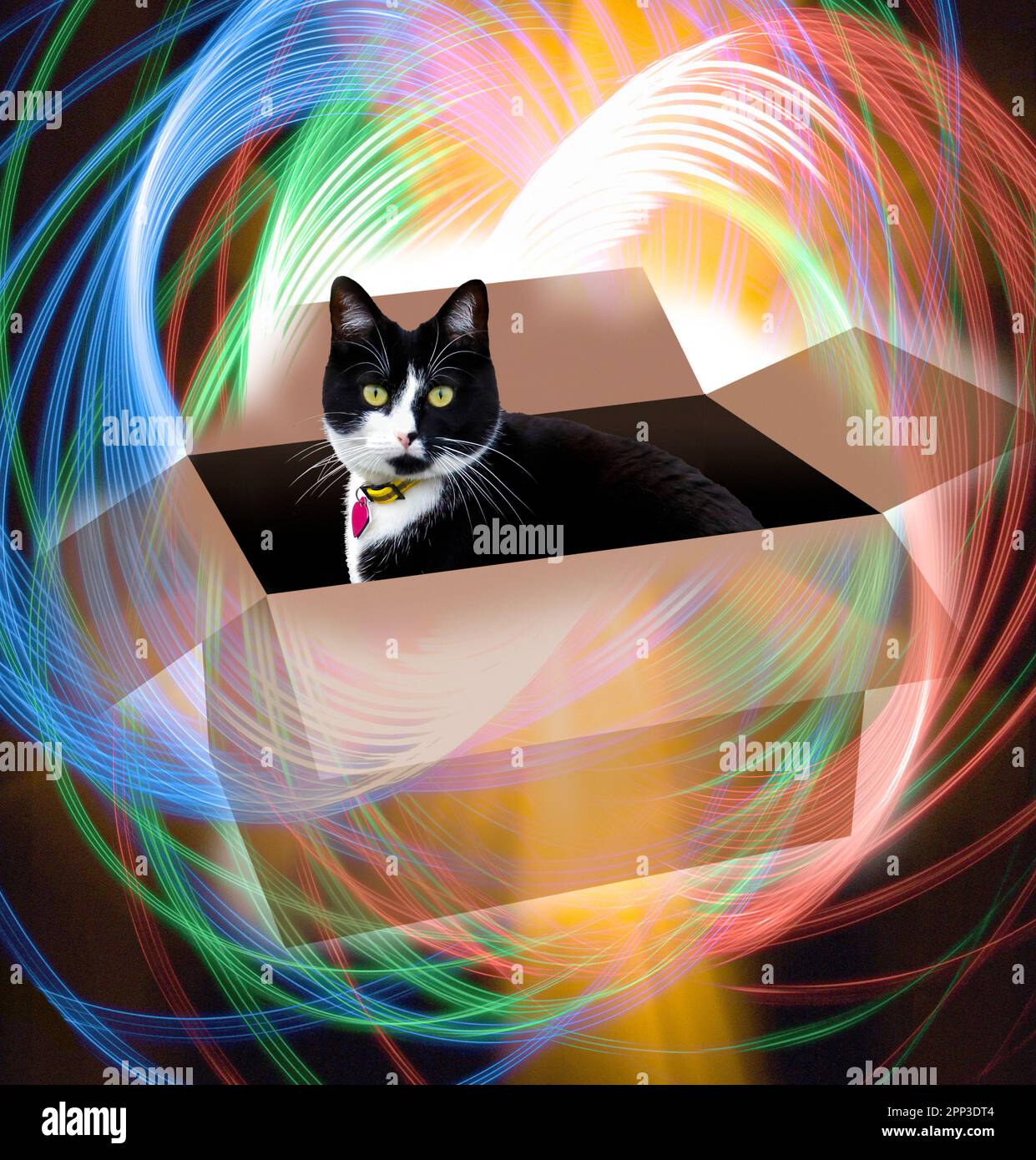 Schrodingers Katze, zusammengesetzte Illustration Stockfoto