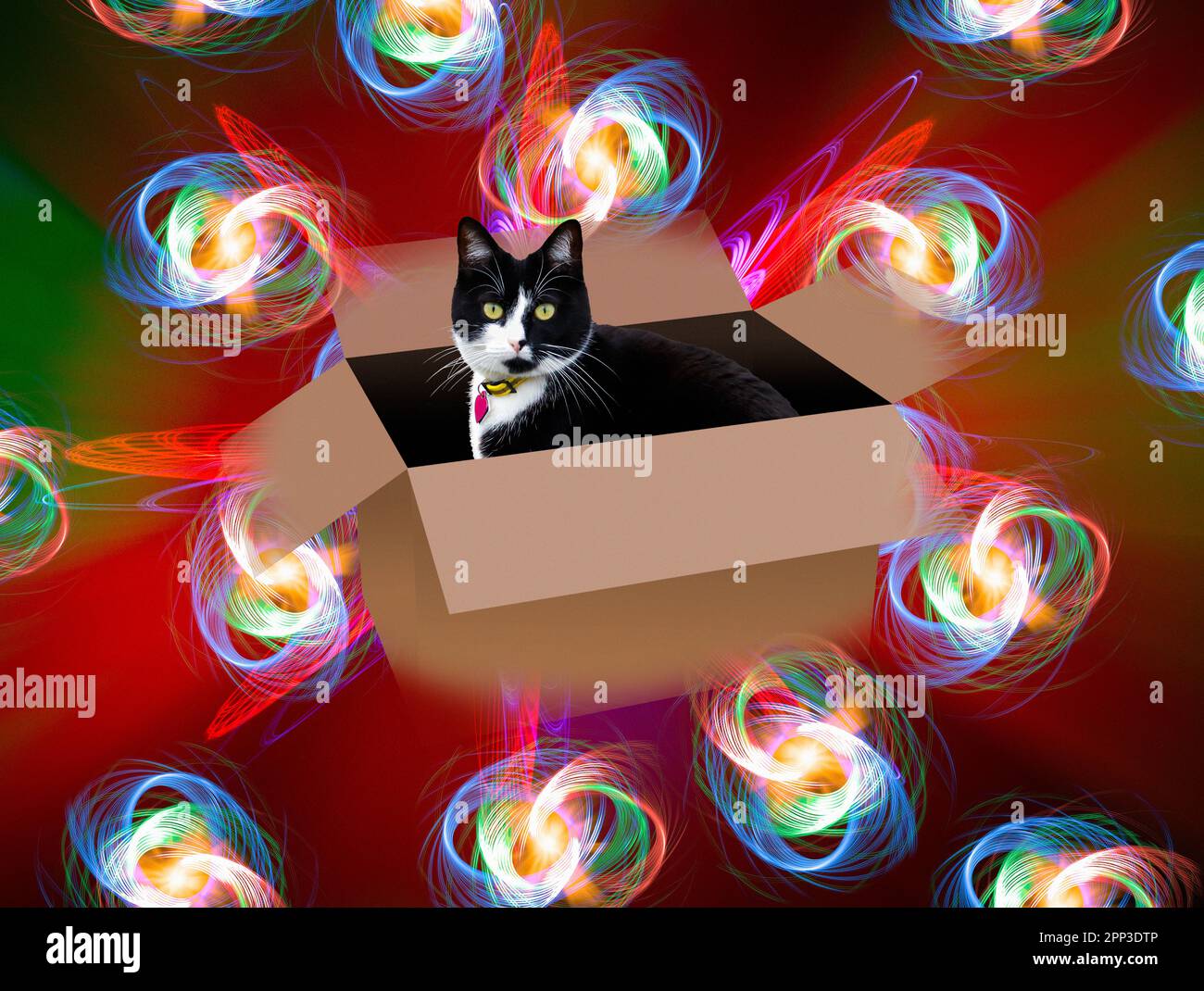 Schrodingers Katze, zusammengesetzte Illustration Stockfoto