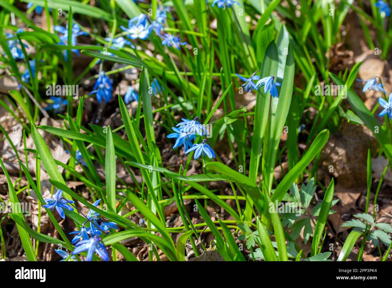 Aus nächster Nähe sehen Sie schillernde blaue sibirische Squill Wildblumen, eine unkultivierte und invasive Pflanze, die im Frühling in einem Waldwald wächst Stockfoto