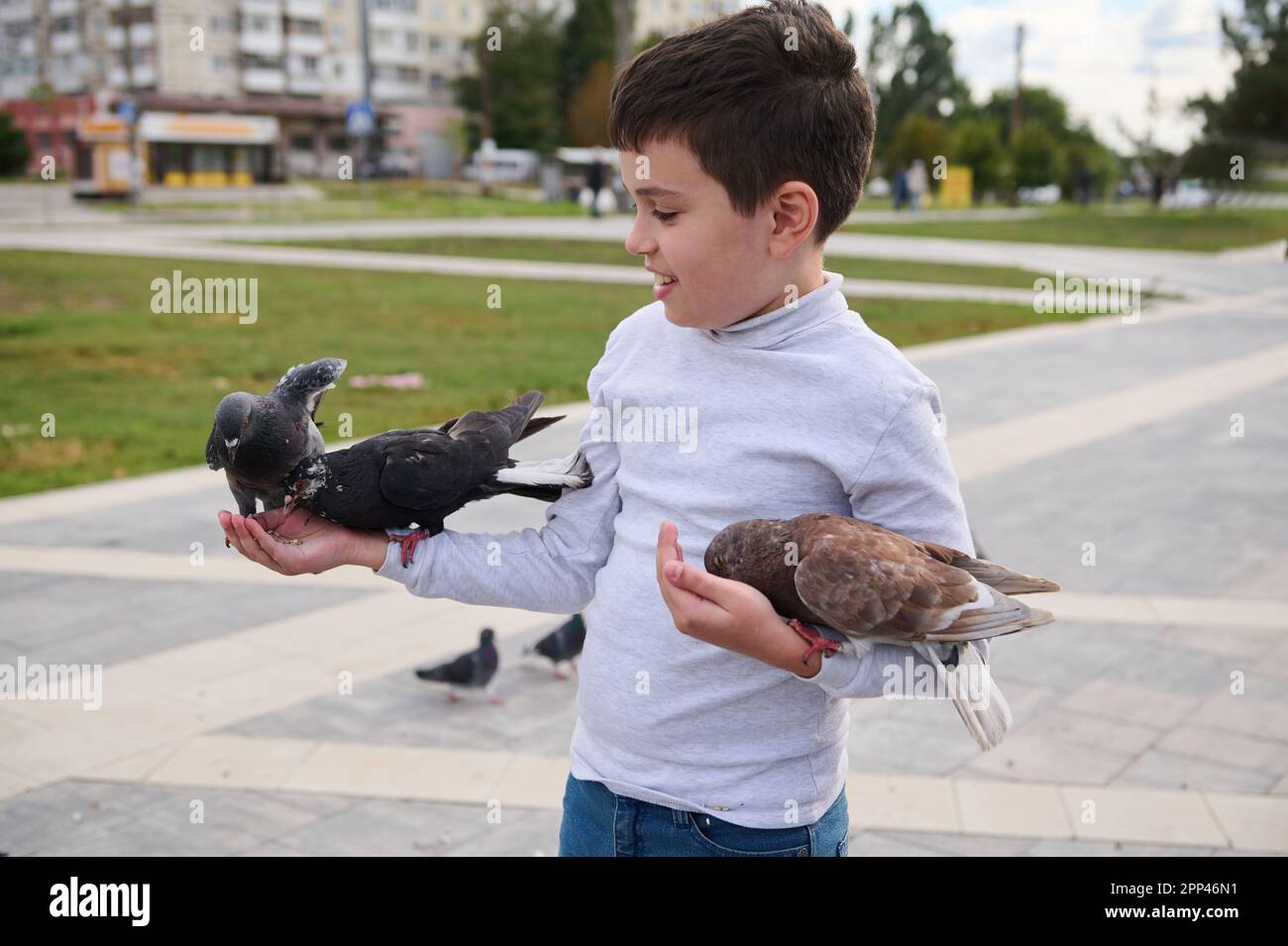 Reizender, glücklicher, freundlicher Junge, ein weißes Kind im Alter von 10 Jahren, hält Felsentauben in den Händen und füttert sie mit Vogelsamen auf dem Parkplatz. Ich liebe an Stockfoto