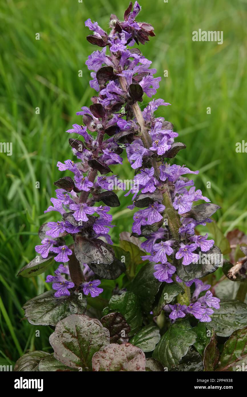 Natürliche, farbenfrohe vertikale Nahaufnahme eines einzelnen Teppichs mit Käfer, Ajuga Repatans, vor einem grünen, grasbedeckten Hintergrund Stockfoto