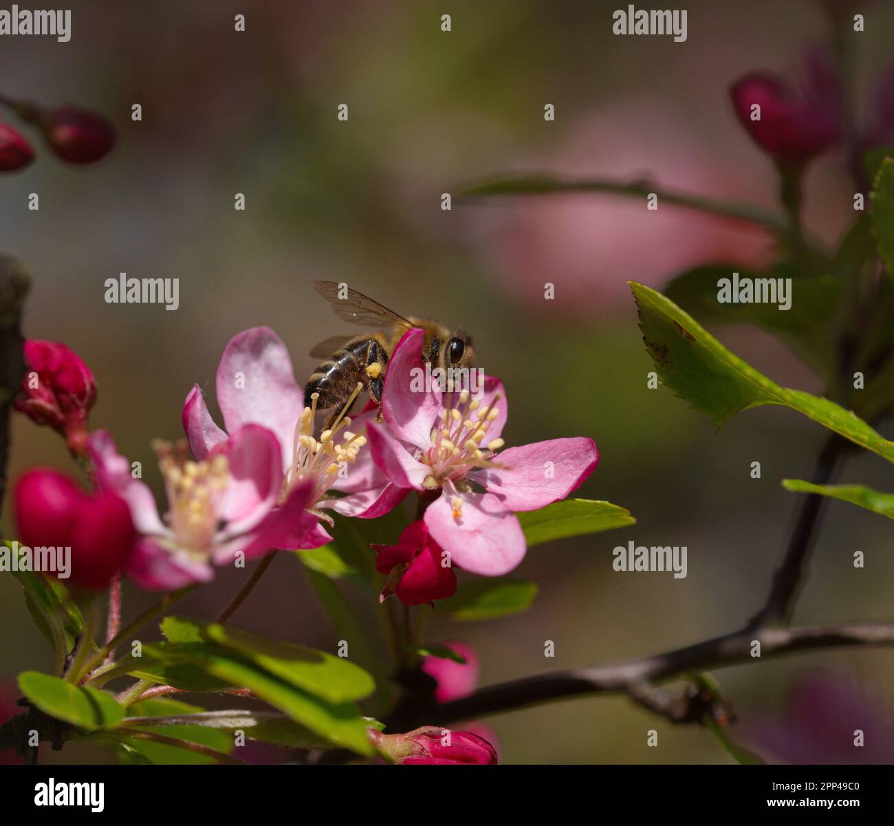 Makro einer Biene auf einer blühenden Blüte Stockfoto