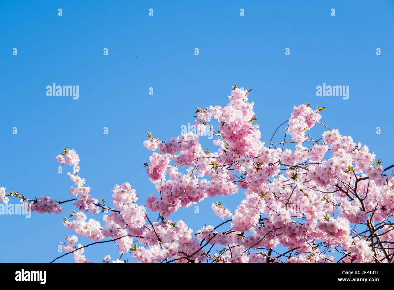 Kirschblütenblüte mit blauem Himmel als Hintergrund und Platz für Text Stockfoto