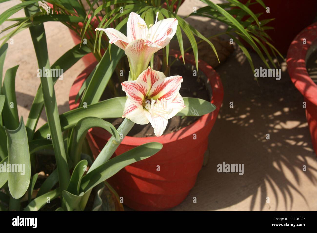 Weiße gestreifte Barbados-Lilie (Hippeastrum striatum) in einem Garten : (Pix Sanjiv Shukla) Stockfoto