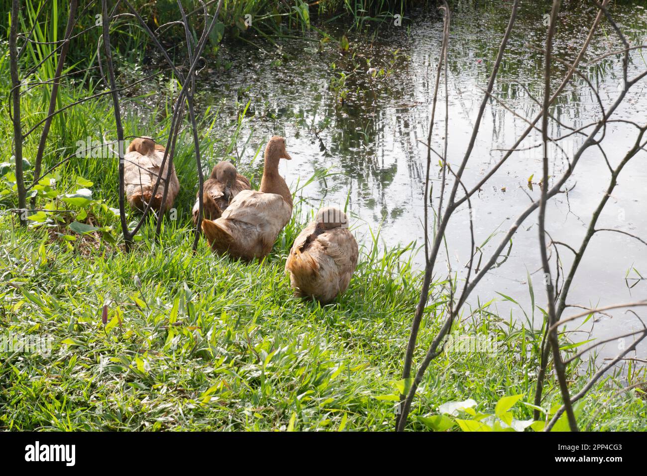 Enten auf Gras am Sommertag, natürlicher Hintergrund. Porträts von Entenfamilie, Big drake und Ente auf grünem Rasen. Geflügel auf Dorffarm. Pflegekonzept Stockfoto