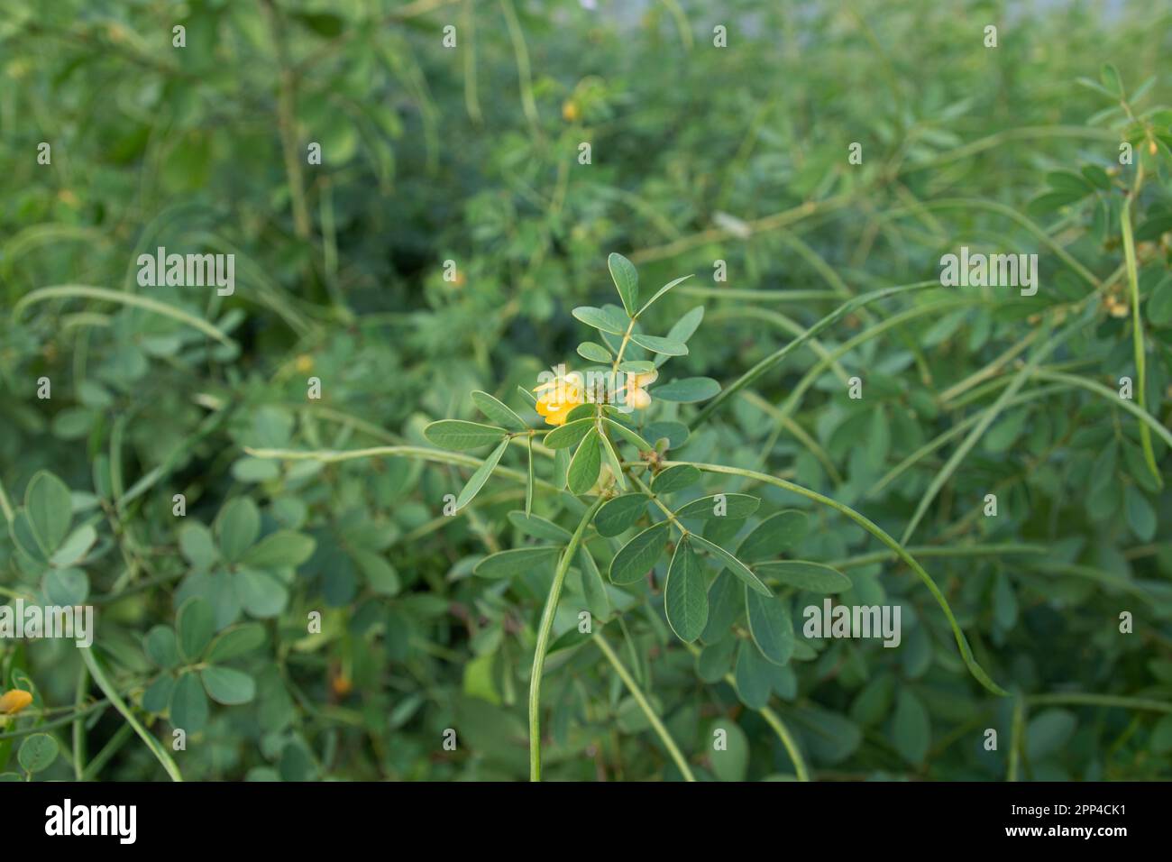 Senna obtusifolia, chinesische senna, amerikanische Sickerpode, Sickerpode Pflanzenblumen Bohnen. Wilde Samenblumen (Senna obtusifolia) Bohnen. Stockfoto