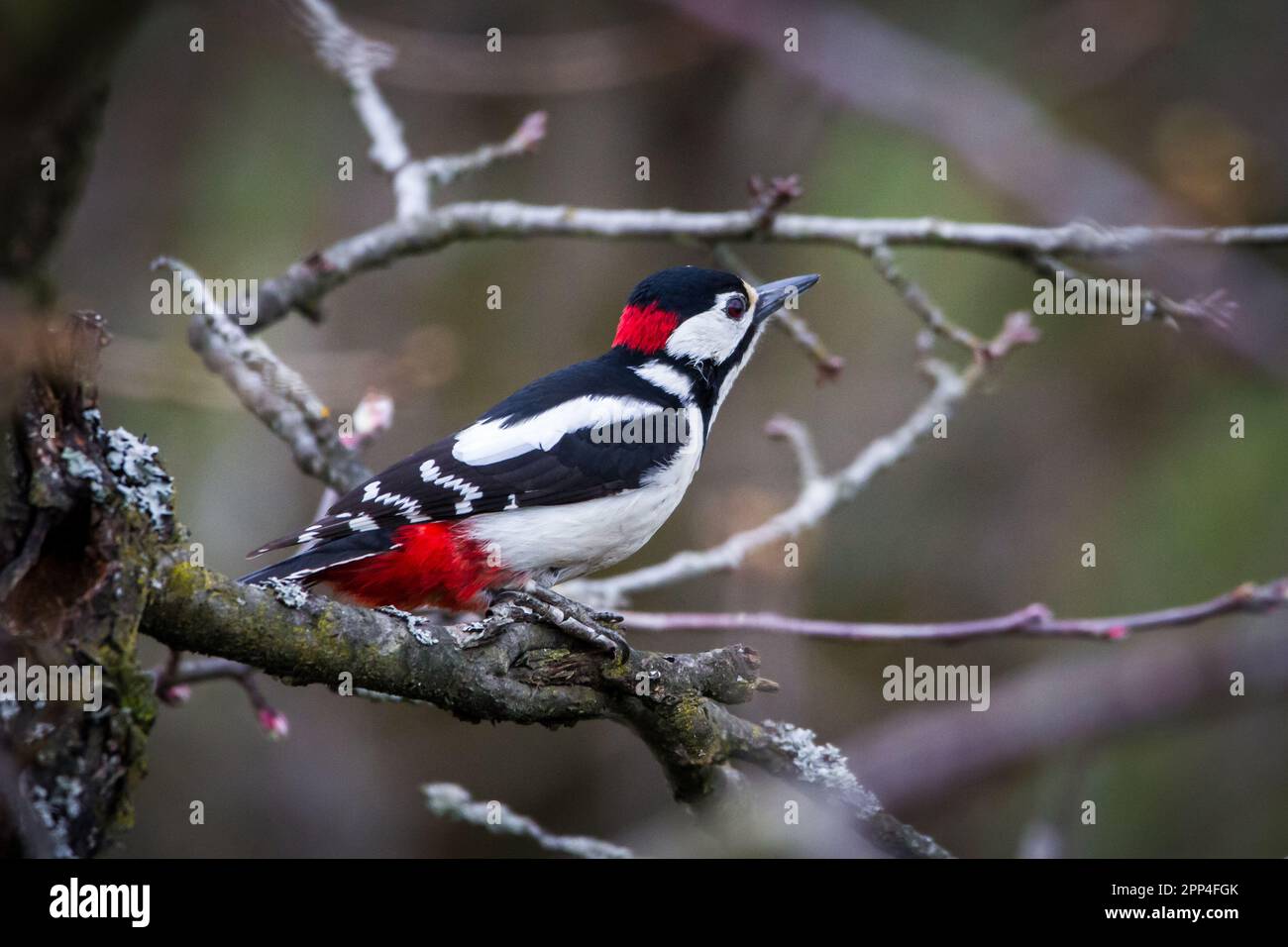 Großer Specht, männlicher Vogel (Dendrocopos Major) Stockfoto