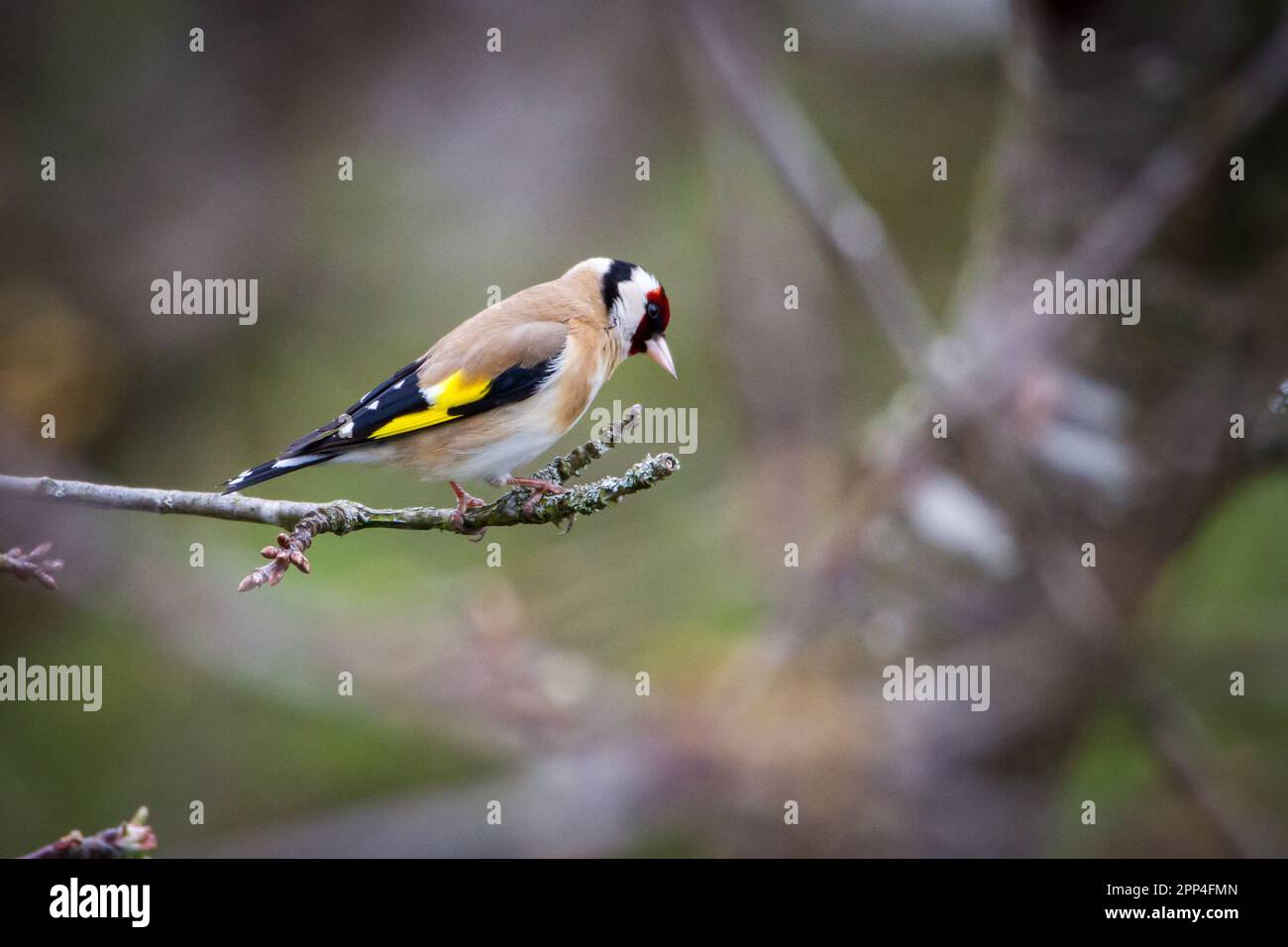 Europäische Stieglitz (Zuchtjahr Zuchtjahr) Stockfoto