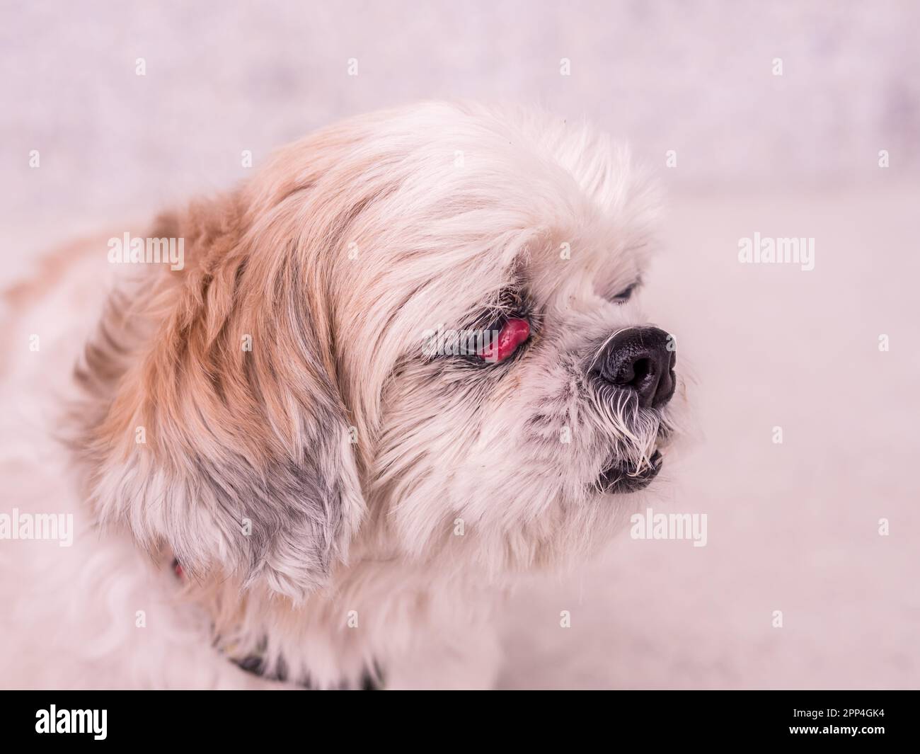 Alter Shih-Tzu-Hund mit Kirschaugenkrankheit Stockfoto