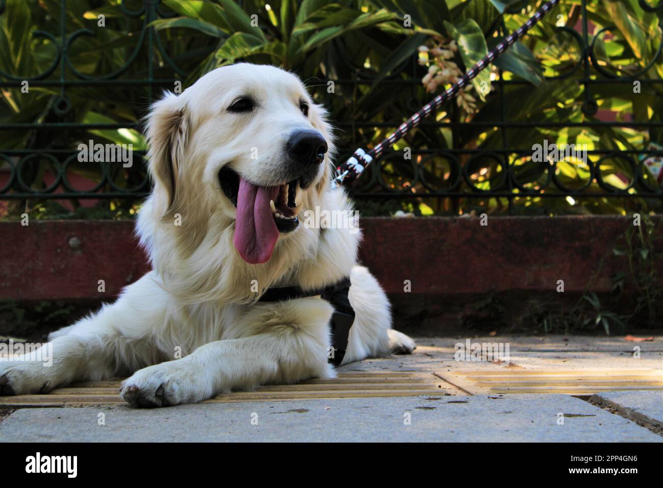 Der Goldene Retriever sitzt mit gestreckten Beinen und ausgestreckter Zunge Stockfoto