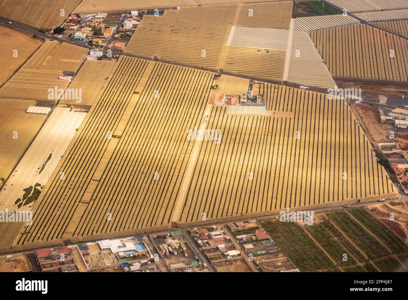 Luftaufnahme einer Bananenplantage im Süden Teneriffas, Kanarische Inseln, Spanien Stockfoto