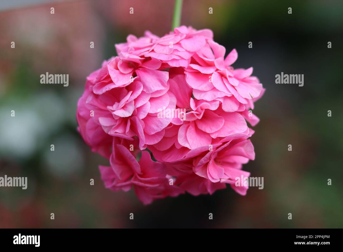 Große rosa Blume Stockfotografie Alamy