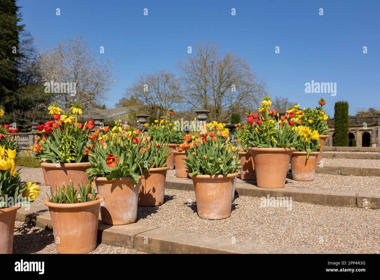 Viele Keramiktöpfe mit hellen Frühlingsblumen sind in einer Reihe angeordnet, Frühlingszeit-Ausstellung Stockfoto