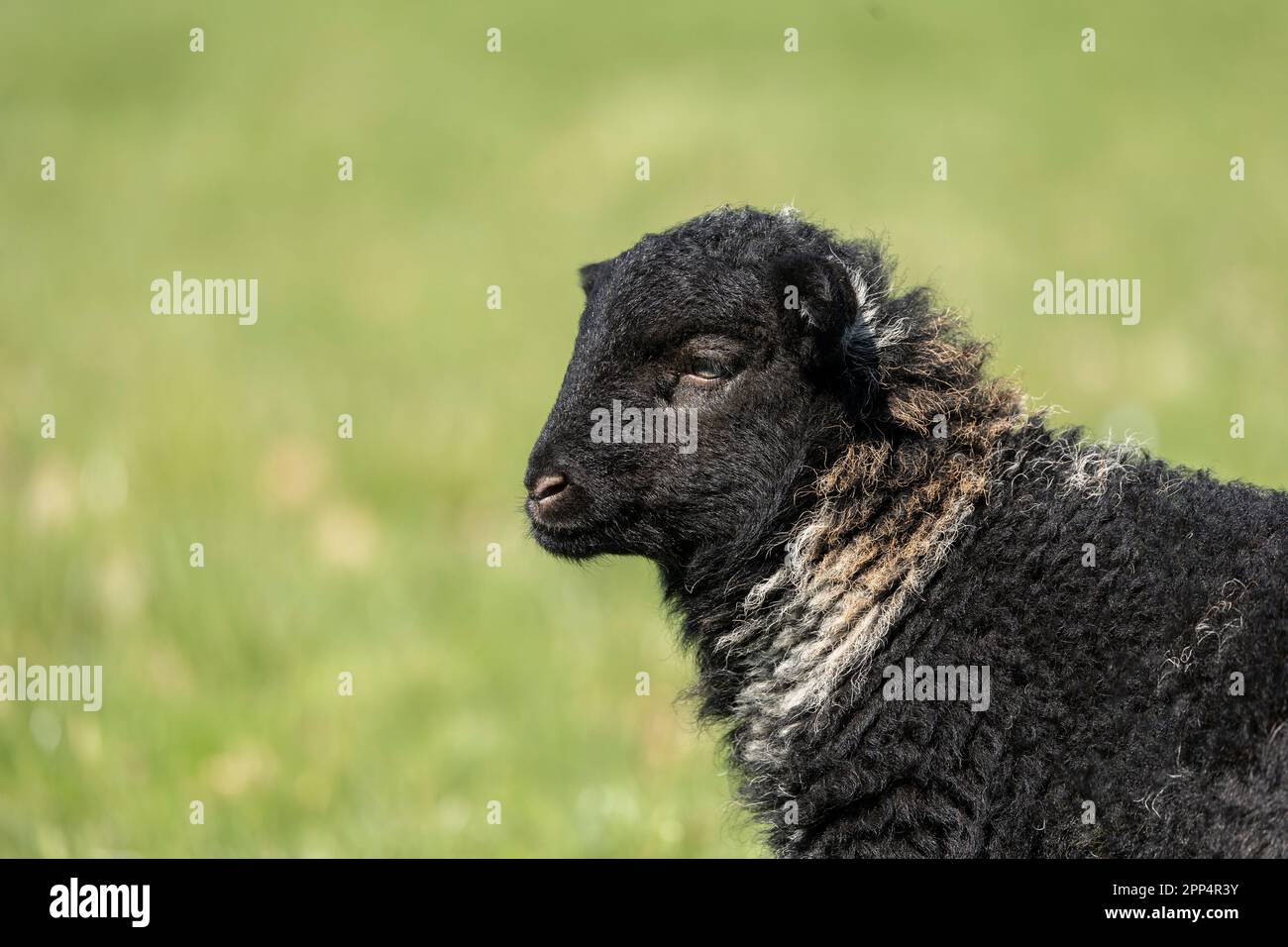Süßes neugeborenes schwarzes Baby-Schaf oder Osterlamm mit flauschiger Wolle auf einer grünen Wiese, Kopierbereich Stockfoto