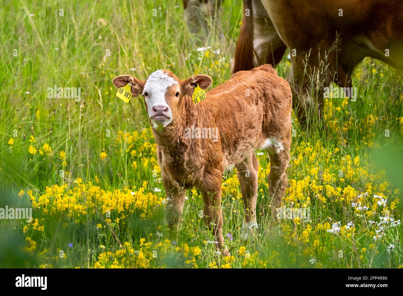 Ein süßes junges Kalb, das auf einer Blumenwiese steht, dahinter steckt