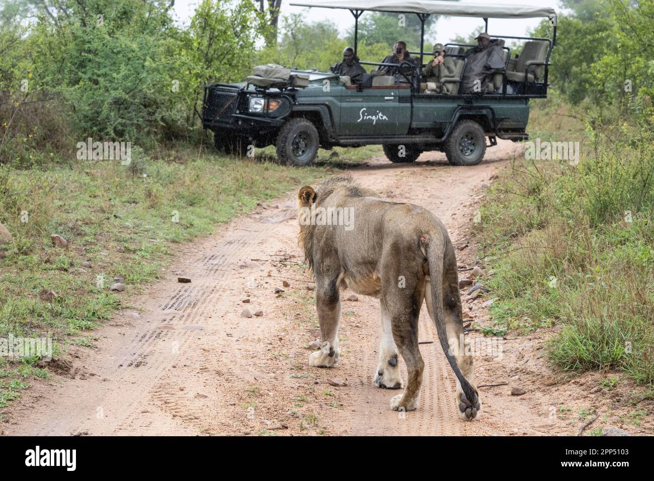 Löwe (Panthera leo), Überquerung der Piste vor dem Safari-Fahrzeug, Inyati Game Reserve, Kruger National Park, Mpumalanga, Südafrika Stockfoto