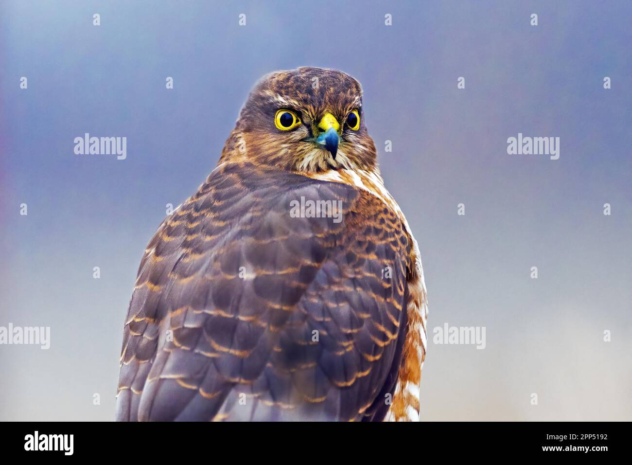 Eurasischer Sperber (Accipiter nisus), Erwachsenengeflügel, Sachsen-Anhalt, Deutschland Stockfoto