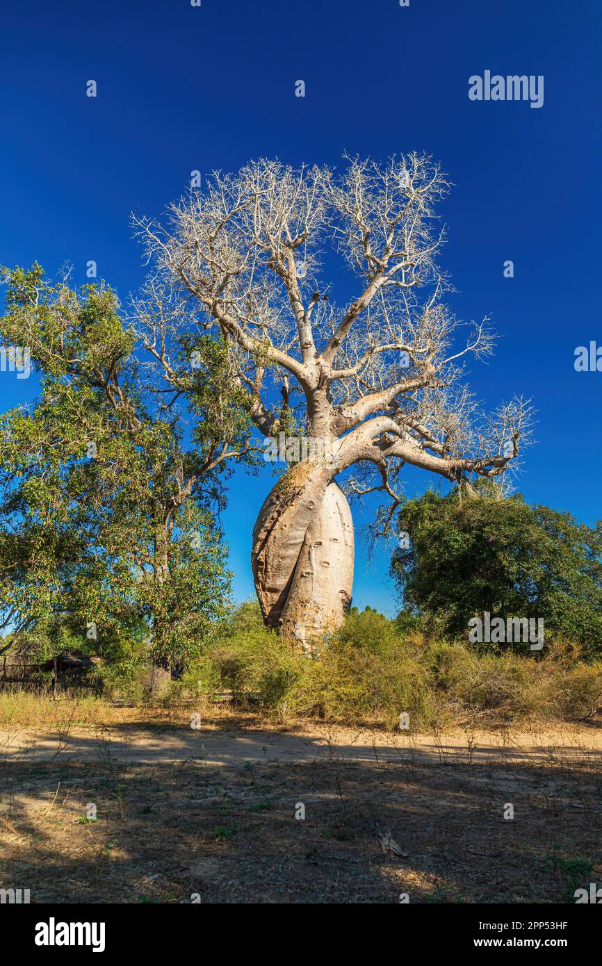 Baobab der Liebenden. Es ist ein einzelner Baobal mit zwei Boxershorts, die sich umarmen. Stockfoto