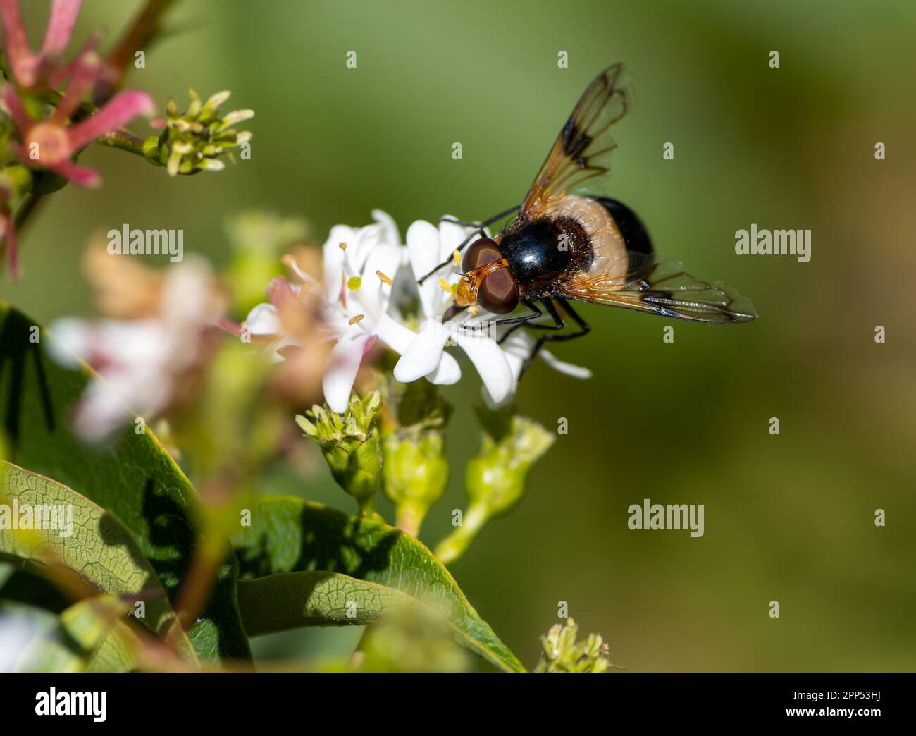 Makro einer Pelluziden-Fliege auf einer sieben-Sohn-Blüte Stockfoto