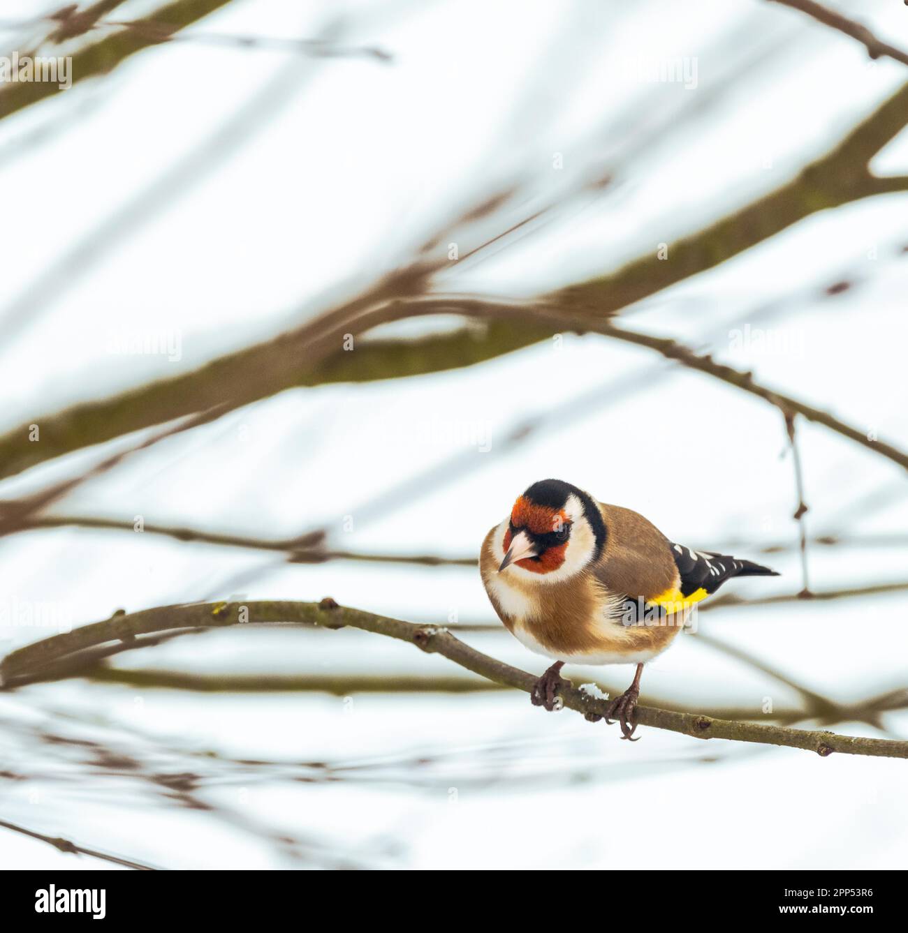 Nahaufnahme eines Goldfinken, der auf dem Zweig eines sitzt Baum Stockfoto