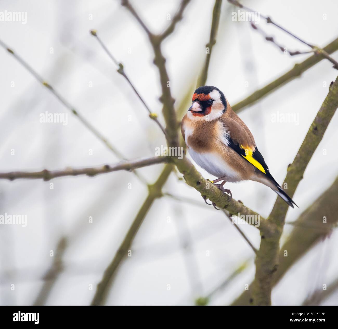 Nahaufnahme eines Goldfinken, der auf dem Zweig eines sitzt Baum Stockfoto