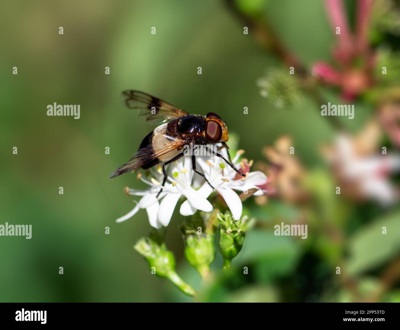 Makro einer Pelluziden-Fliege auf einer sieben-Sohn-Blüte Stockfoto