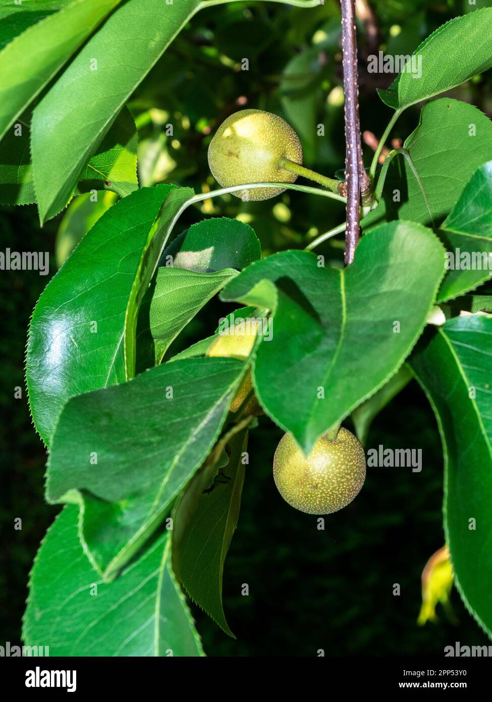 Früchte von Pyrus pyrifolia kumoi oder Nashi, einer in China, Taiwan, Japan und Korea heimischen Birnenbaumart. Stockfoto
