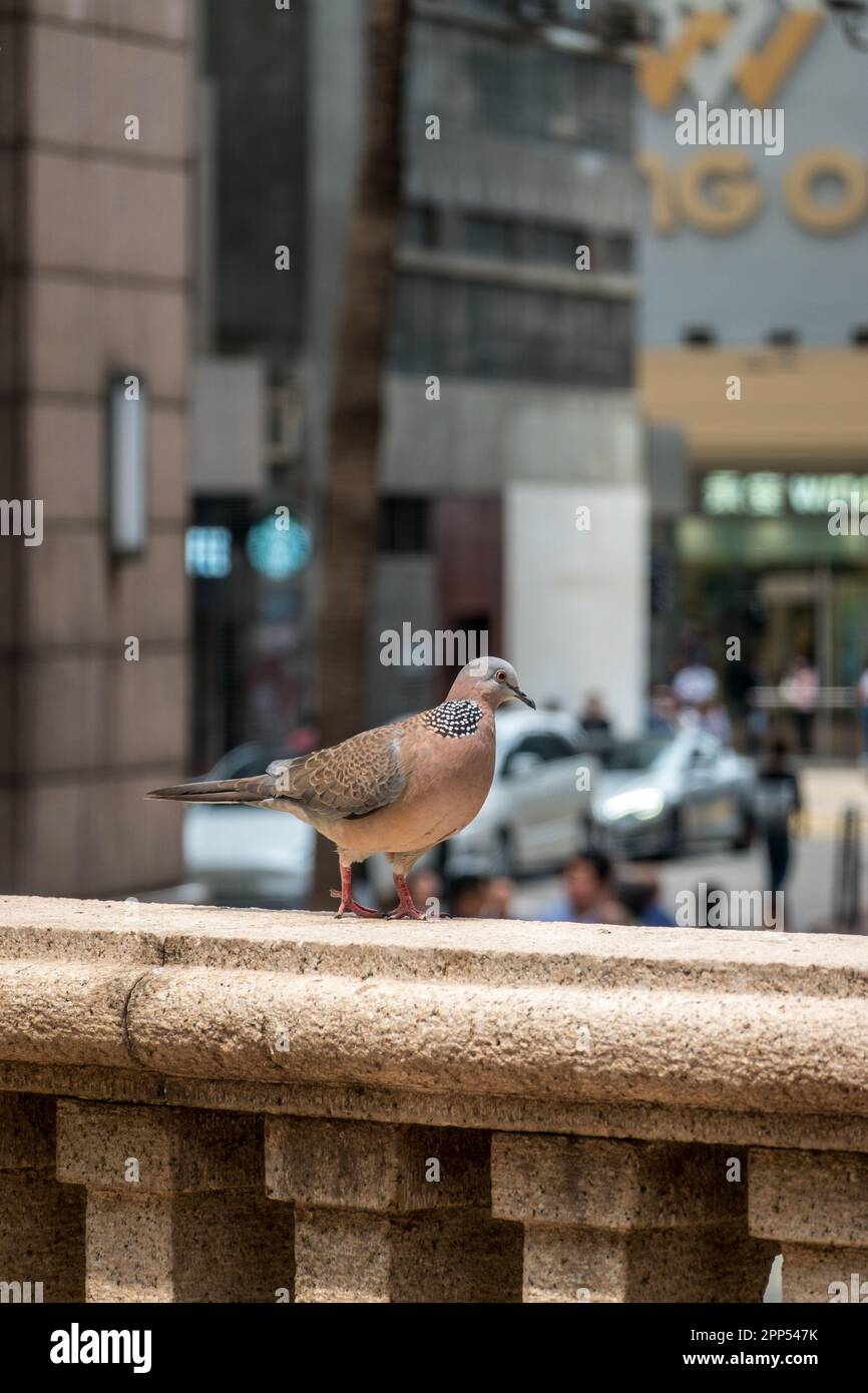 Sheung Wan Street View, Hongkong, 2023 Stockfoto