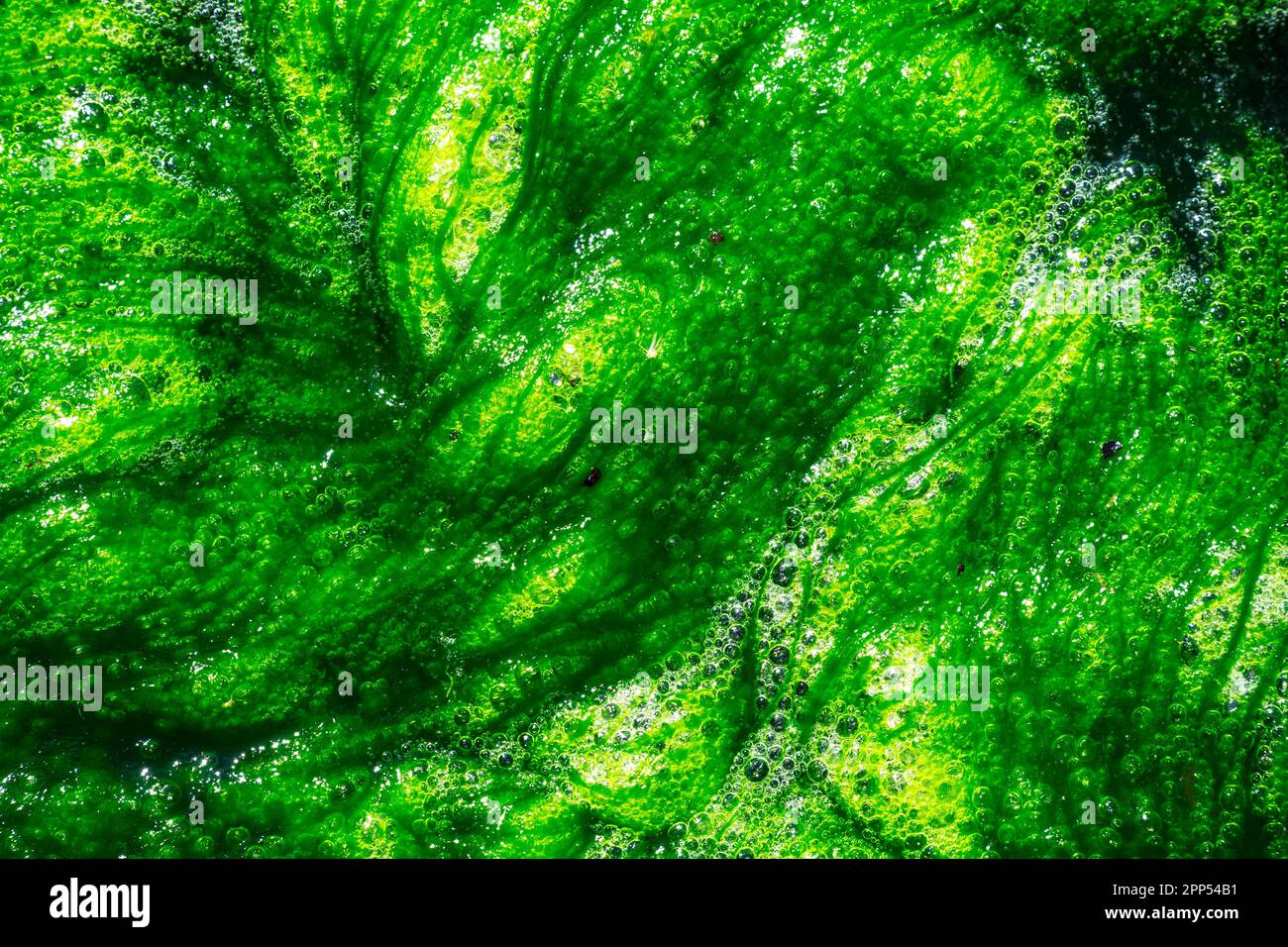 Nahaufnahme eines abstrakten grünen Algenhintergrunds Stockfoto