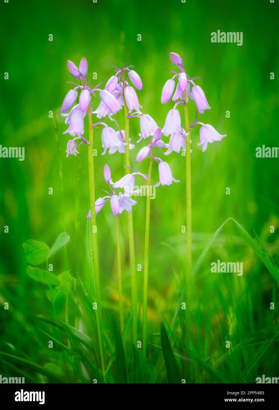 Makro einer rosa (Hyacinthoides) Blume auf der Wiese Stockfoto