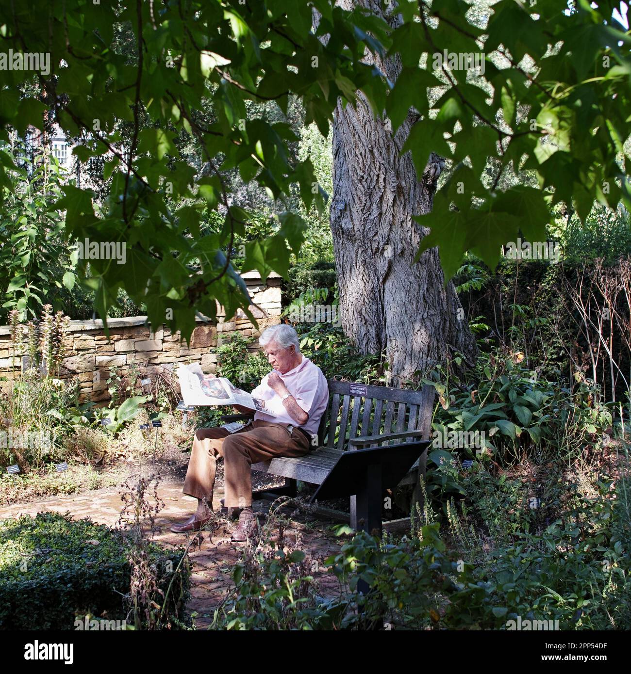 Ein Mann liest seine Zeitung auf dem Gelände des Chelsea Physic Garden London Stockfoto