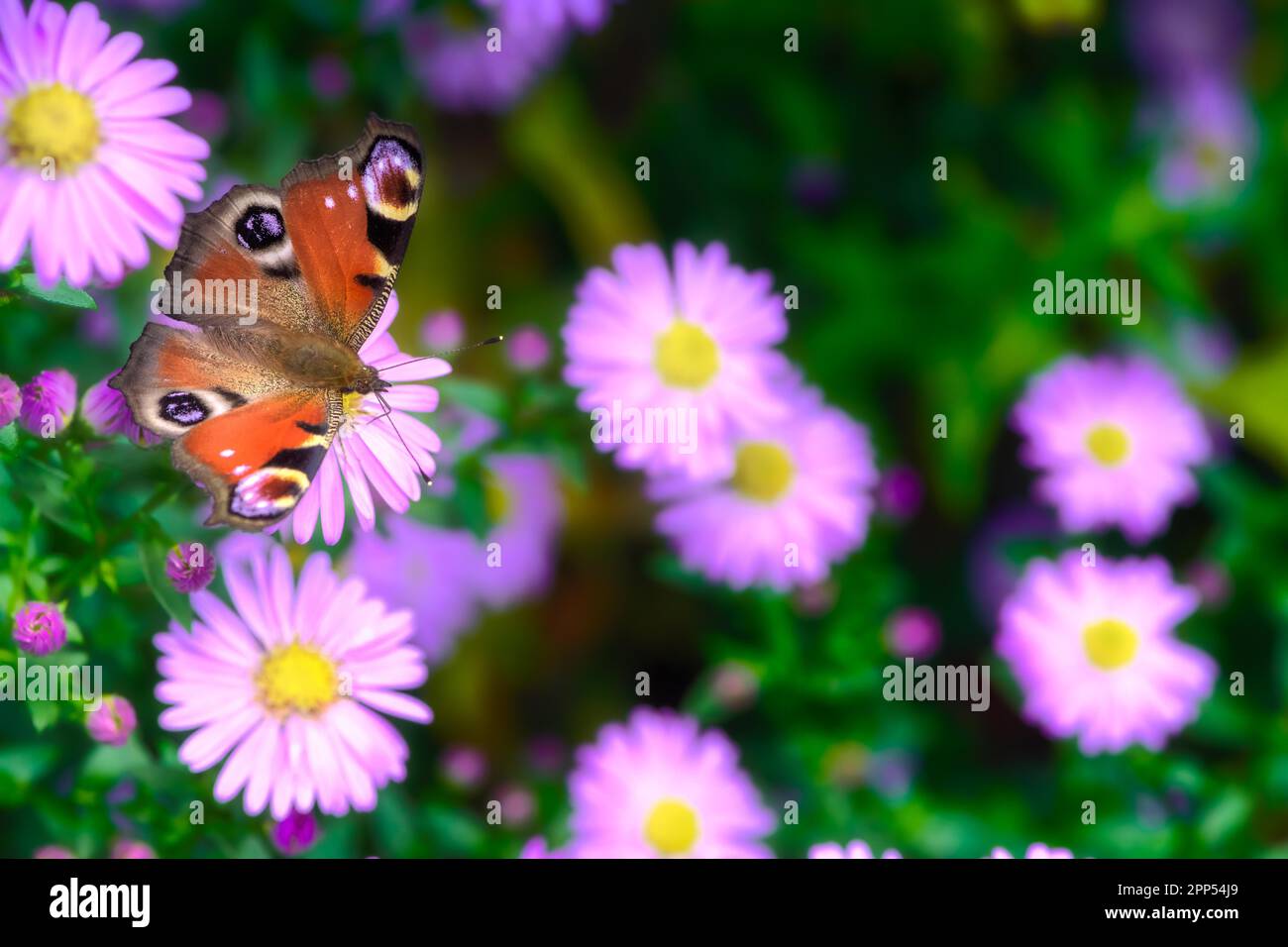 Makro einer getönten Dame Schmetterling auf einer rosa Aster Blume Stockfoto