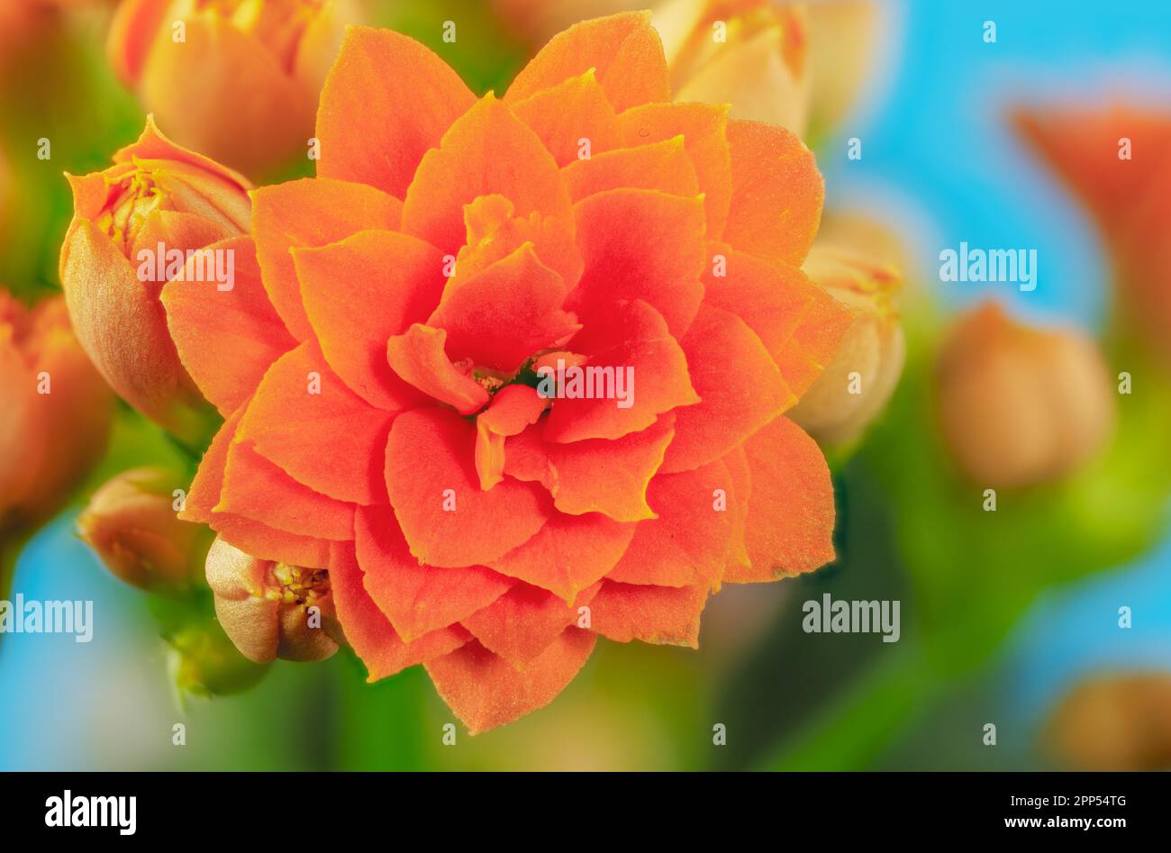 Makro von orangen Kalanchoe Blüten Stockfoto