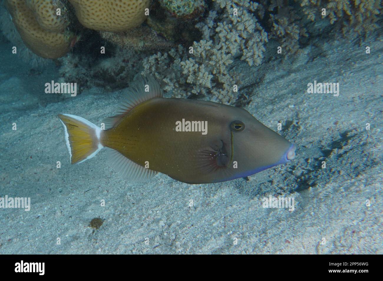 Rotseehirsch (Sufflamen albicaudatus), Tauchplatz Hausriff, Mangrove Bay, El Quesir, Rotes Meer, Ägypten Stockfoto