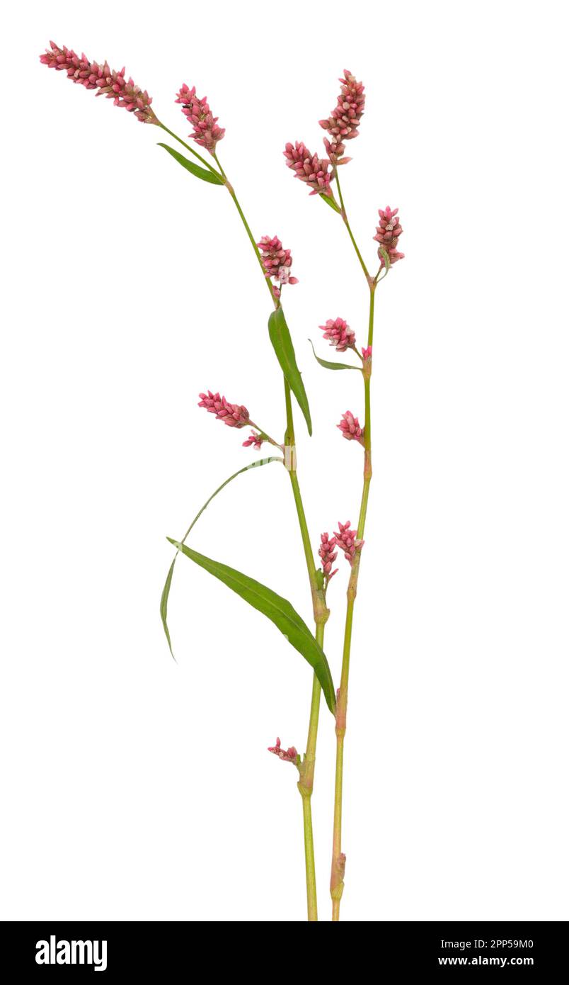 Persicaria maculosa (Polygonum persicaria) Blüten isoliert auf weißem Hintergrund Stockfoto