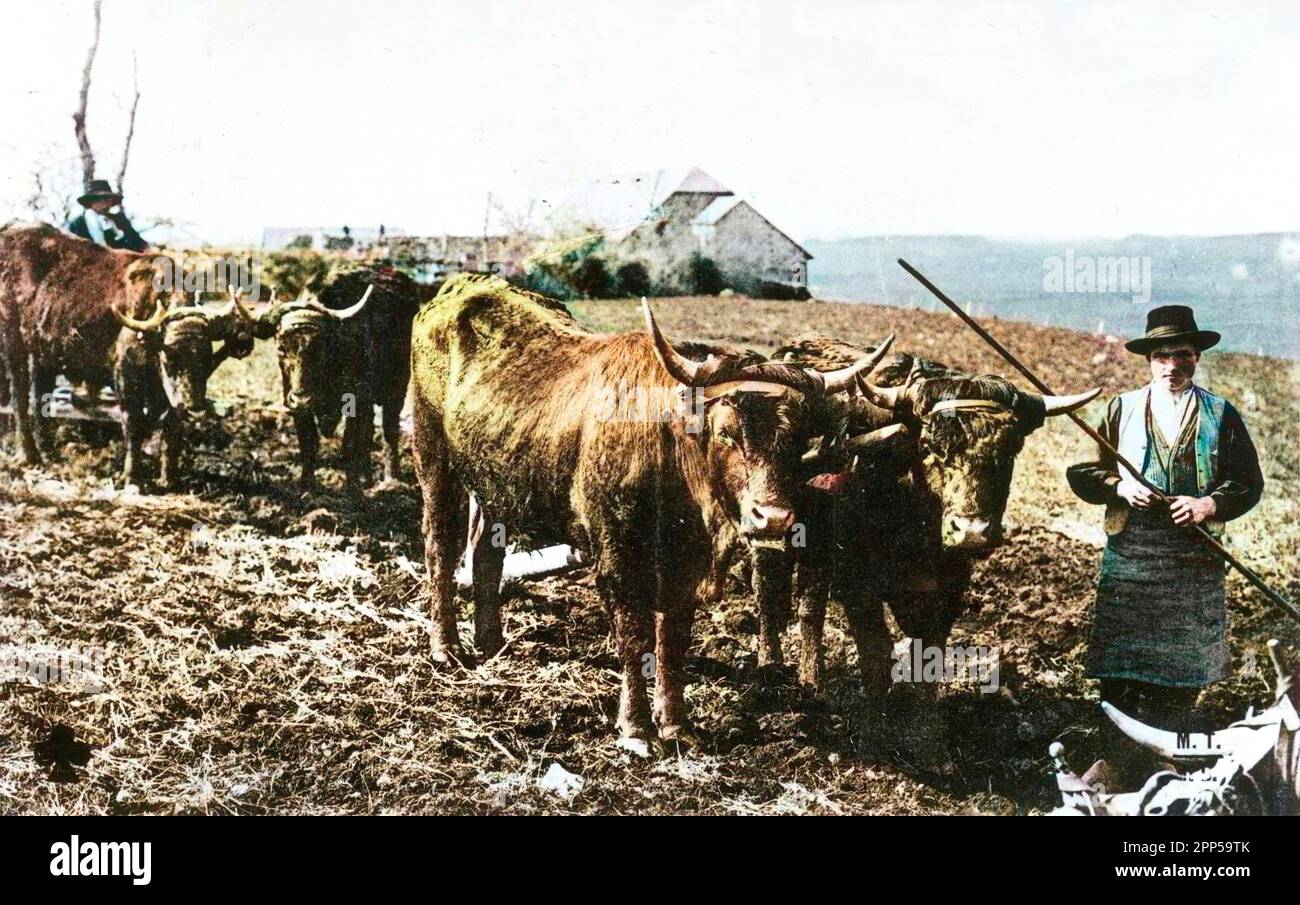 Carte postale de l'Auvergne: le Labourage avec des boeufs - début du XXème siècle Stockfoto