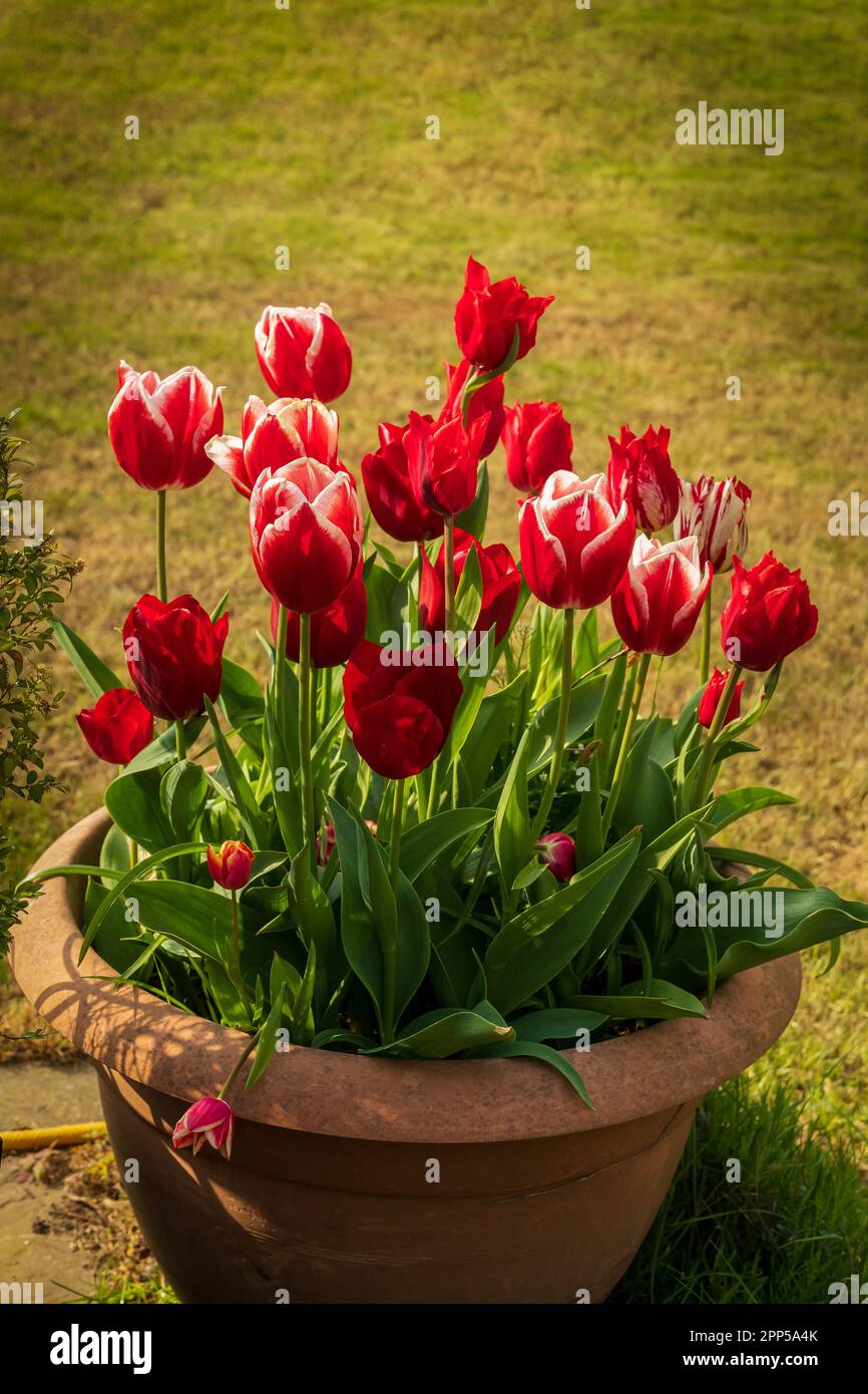 Rote Tulpenblüten im Frühling. Frühlingsblühende, mehrjährige, krautige bulbäre Geophyten. Stockfoto
